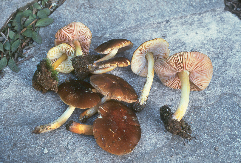 Pluteus romellii group
